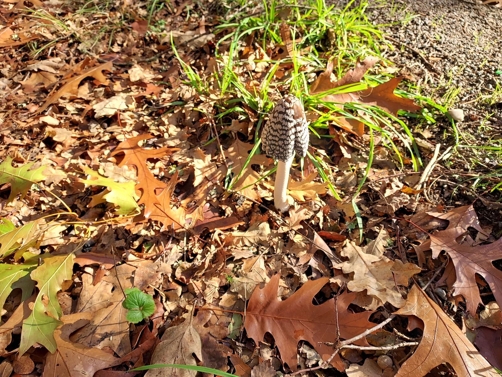 Curiosité mycologique