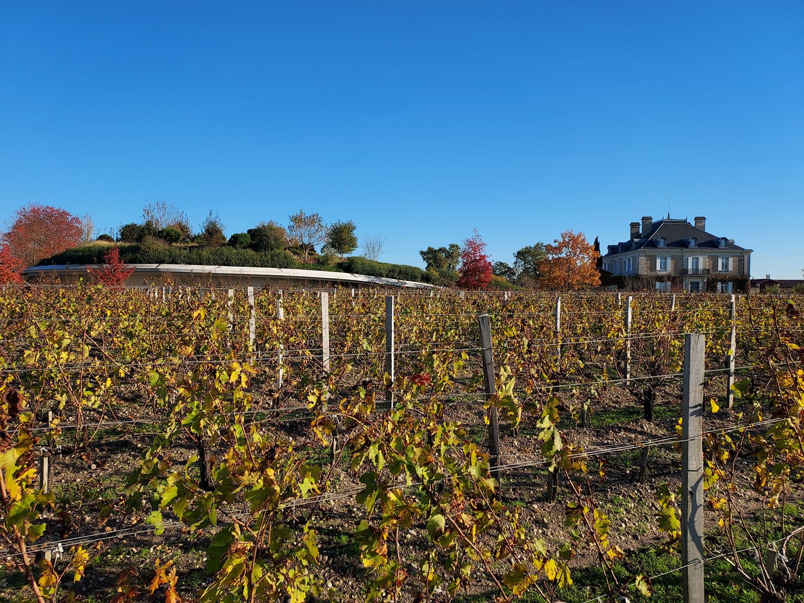 A l'horizon les chais enterrés de Haut Bailly