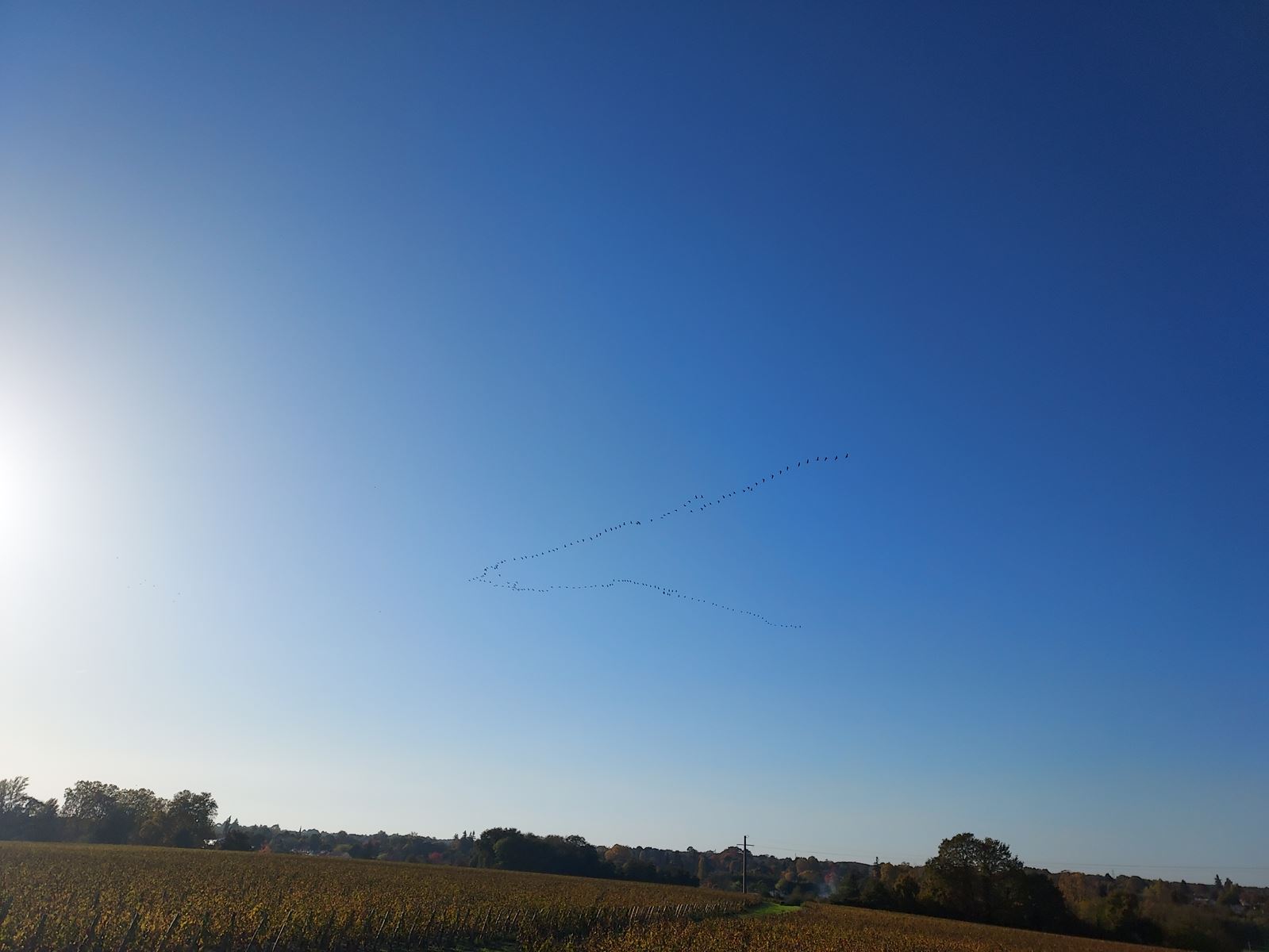 vol de grues