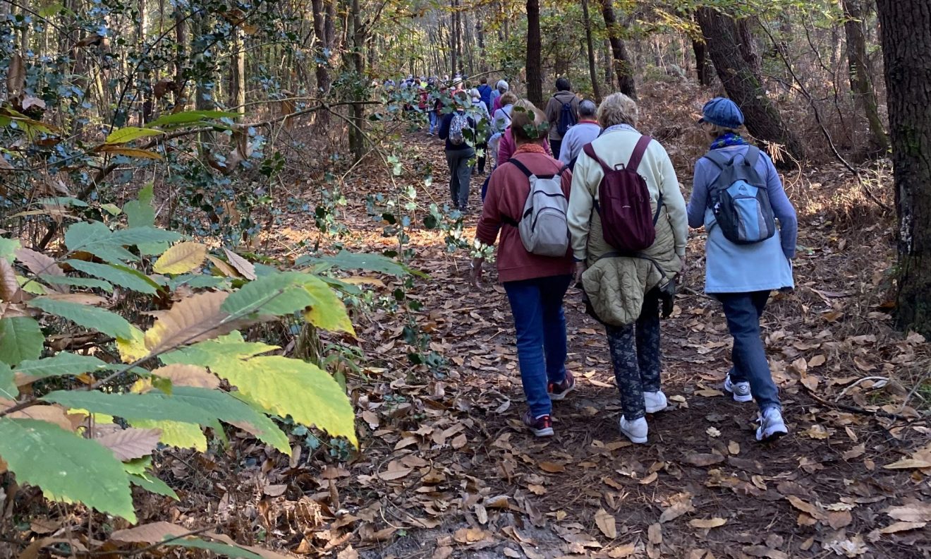 Marche du 7 Nov. 24 - Forêt du Taillan Médoc