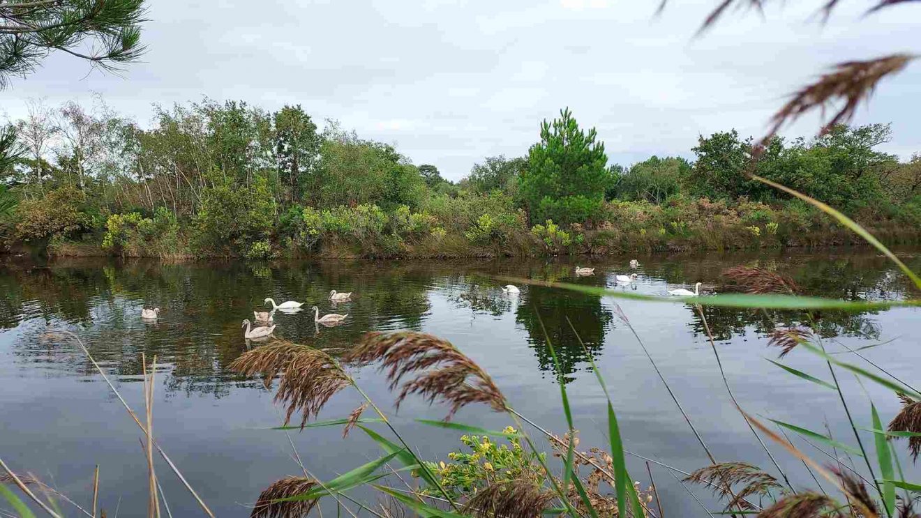 Marche à la Journée du 13 Sept. - Le Teich - La Leyre*