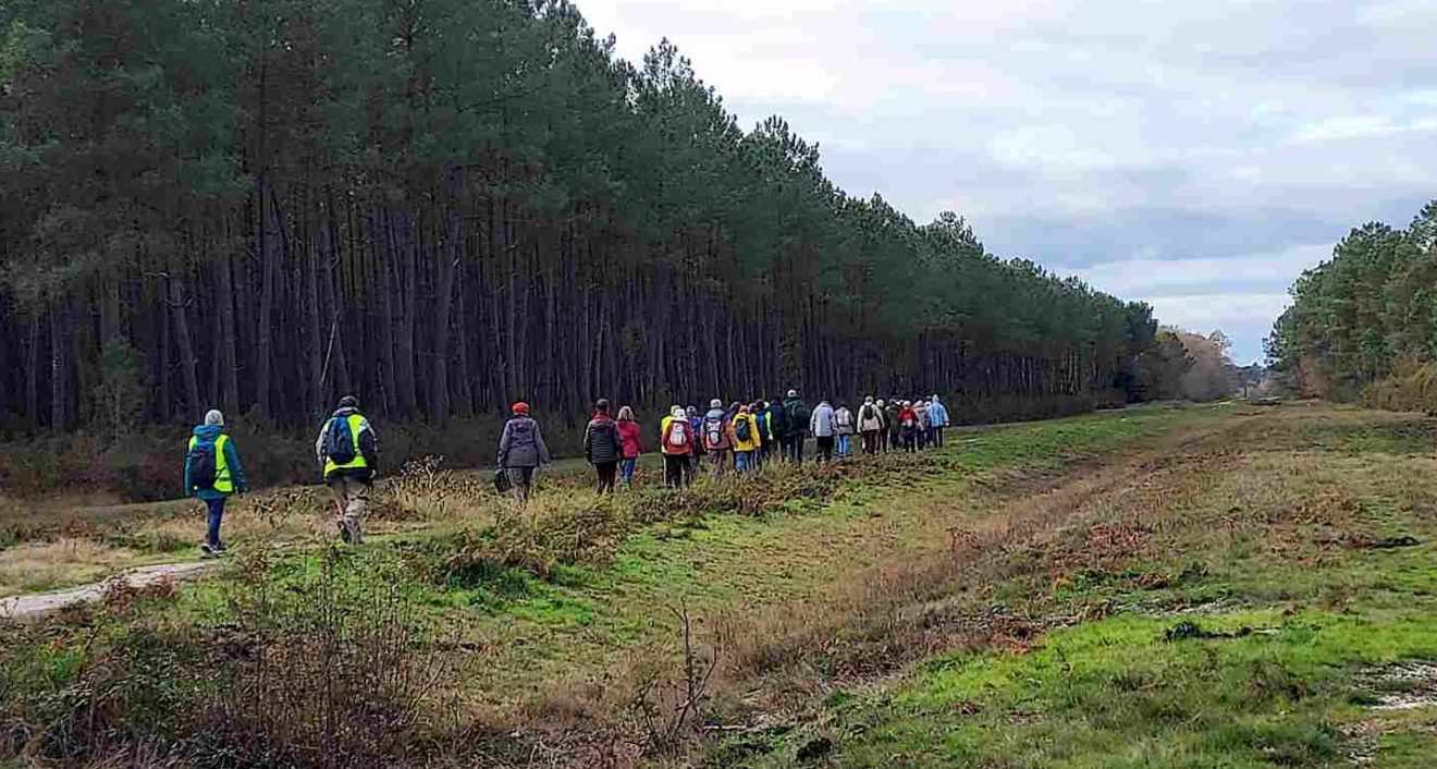 Marche Jeudi 27 nov. 25 - St Aubin de Médoc - Les Landes.