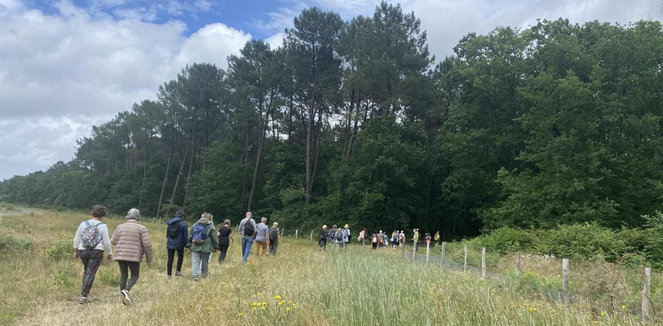 Forêt du Taillan-Médoc 4 juin 26.