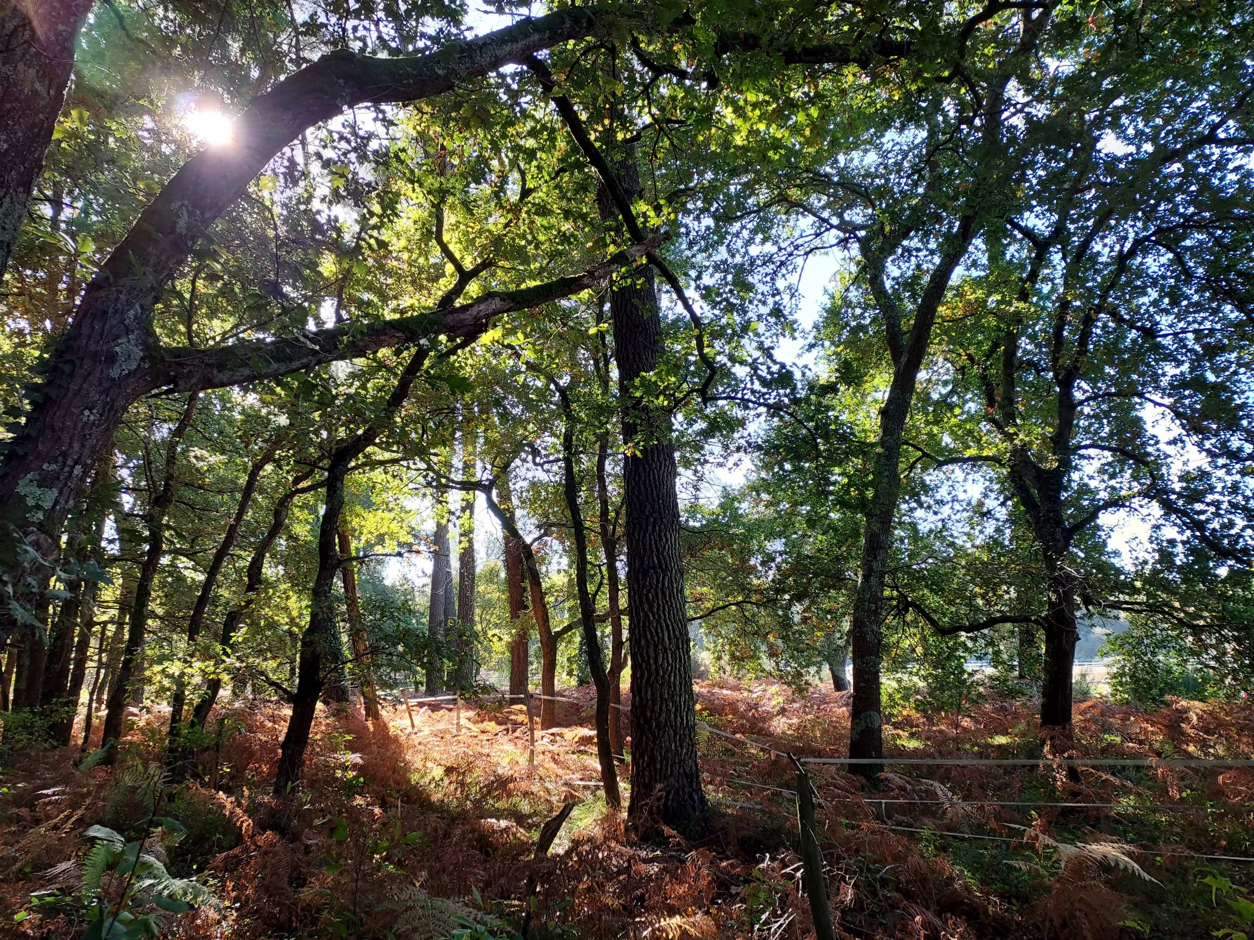 Lire la suite à propos de l’article Bois du Déhès & Moulin du Moulina – 28 Oct. 2021