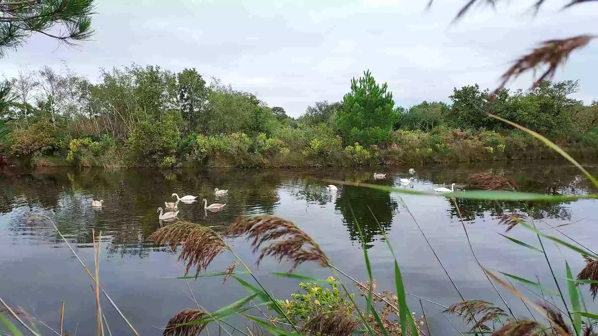 Lire la suite à propos de l’article Marche à la Journée du 13 Sept. – Le Teich – La Leyre*