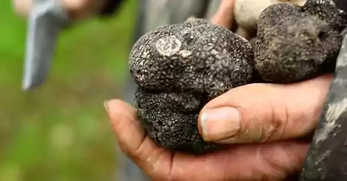 Lire la suite à propos de l’article IMMERSION AU PAYS DE LA TRUFFE 😉