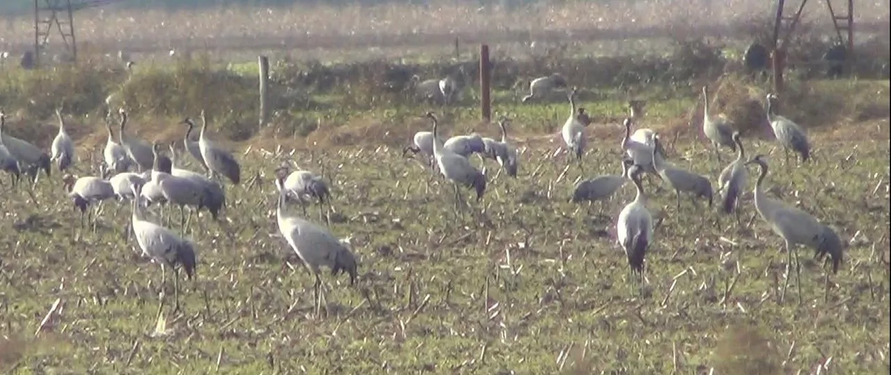 Lire la suite à propos de l’article Marche à la journée du 29 Nov. 25 – Arjuzanx