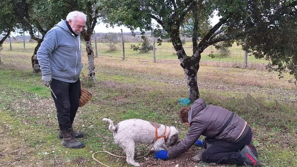 Lire la suite à propos de l’article Brantome – Retour sur une journée tout truffe