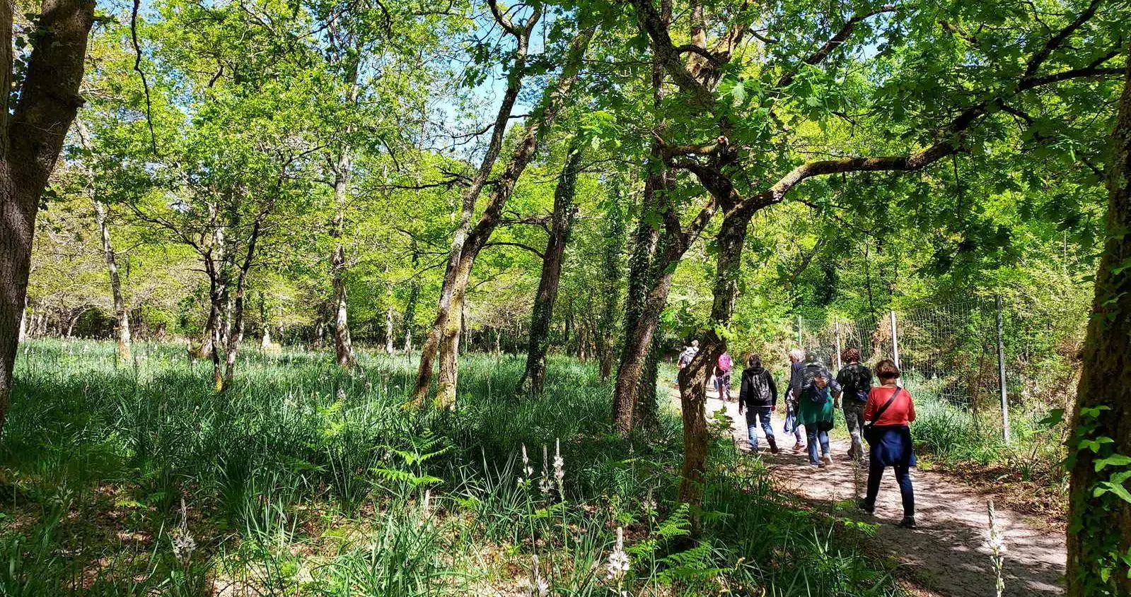 Lire la suite à propos de l’article Marche du 16 Avril 26 – St Médard en Jalles – du Bois des Sources et autres…